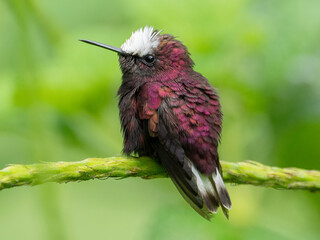 Snowcap (Microchera albocoronata)