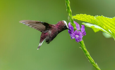 Snowcap (Microchera albocoronata)