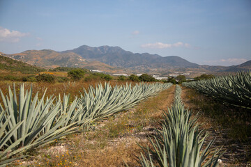 Fields of agave plants for organic mezcal production in the Oaxaca Valley of Mexico.