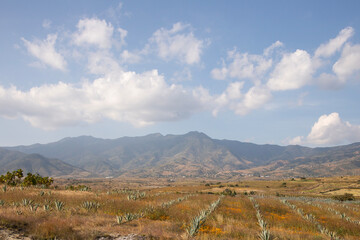 Fototapeta premium Fields of agave plants for organic mezcal production in the Oaxaca Valley of Mexico.