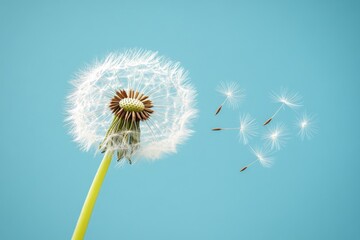 Dandelion seeds blowing away in a soft blue background