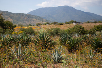 Fototapeta premium Fields of agave plants for organic mezcal production in the Oaxaca Valley of Mexico.