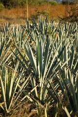 Fields of agave plants for organic mezcal production in the Oaxaca Valley of Mexico.