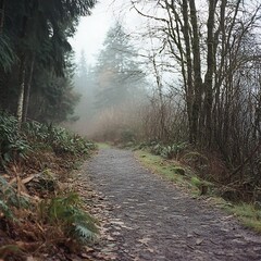 Obraz premium Misty forest path, gravel trail winding through lush greenery and leaf-covered ground.