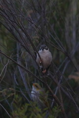 honeyeater