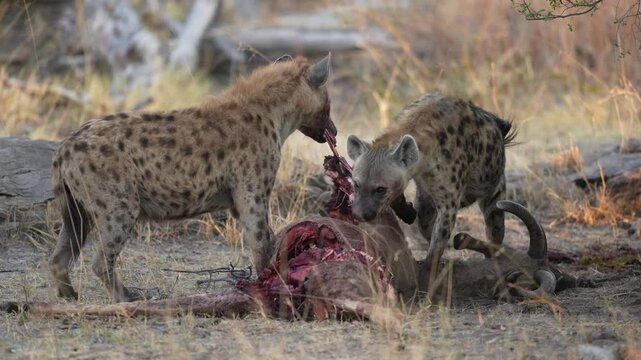 A pack of hyenas feasts on a fresh kill in the African wilderness, showcasing raw power and survival in nature.