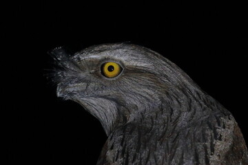 tawny frogmouth