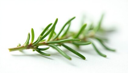 Fototapeta premium delicate branch of rosemary on white background, foliage, tree, floral