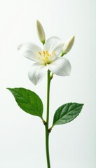 Obraz premium Delicate jasmine flower blooms on a slender stem, floral, botanical, white background