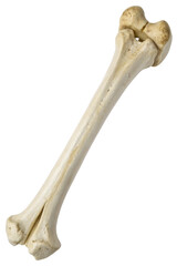 Realistic Femur Bone with Transparent Background