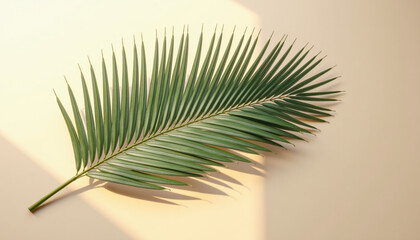 Obraz premium Green palm leaf on neutral background