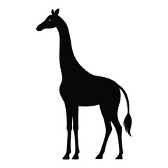 Fototapeta premium Black silhouette of a giraffe standing against a white background isolated