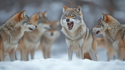 Obraz premium Fierce wolves communicating in snowy wilderness