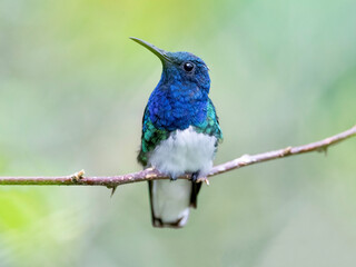 White-necked jacobin (florisuga mellivora)

