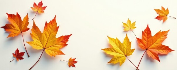 Fototapeta premium Autumn maple leaves in shades of golden brown and green on a pristine white surface, brown, earthy tones