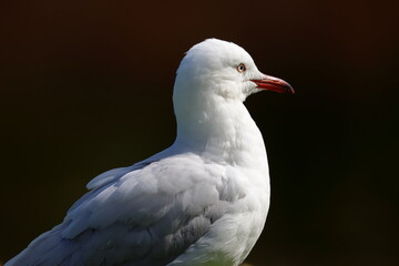 silver gull