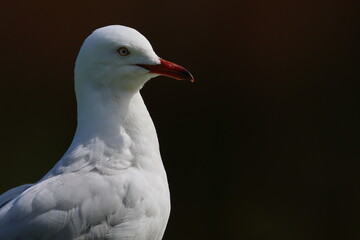 silver gull