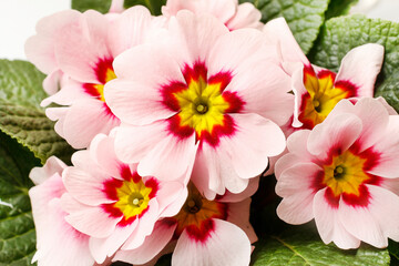 Pink primula flowers, beautiful Easter decoration.