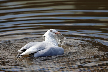 silver gull
