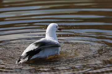 silver gull