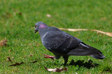 Obraz premium pigeon