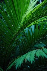 Deep emerald palm fronds, rich shadows, dense jungle setting , plant life, tropical plants, dense