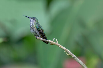 Female White-necked jacobin (florisuga mellivora)