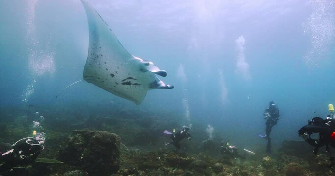 Manta ray flying in the sea in Komodo island