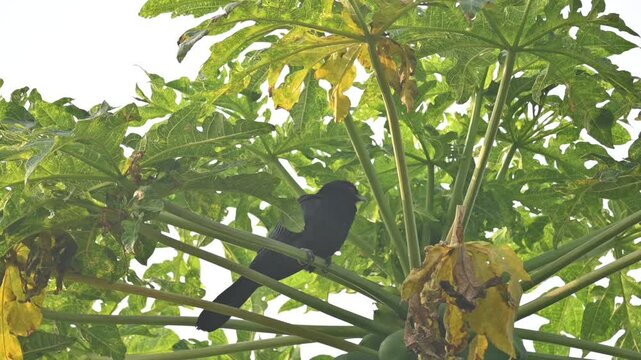 Asian koel or Eudynamys scolopaceus. It &nbsp;is a member of the&nbsp;cuckoo&nbsp;family&nbsp;of&nbsp;birds, the&nbsp;Cuculidae. It is found in the&nbsp;Indian Subcontinent. Male Asian koel sitting on papaya tree. Slow motion video. 