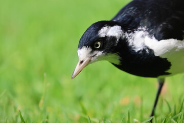 magpie lark