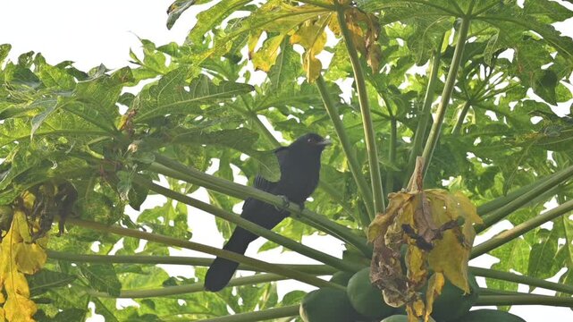 Asian koel or Eudynamys scolopaceus. It &nbsp;is a member of the&nbsp;cuckoo&nbsp;family&nbsp;of&nbsp;birds, the&nbsp;Cuculidae. It is found in the&nbsp;Indian Subcontinent. Male Asian koel sitting on papaya tree. Slow motion video. 