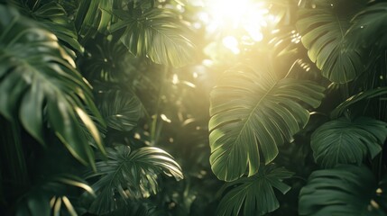 Fototapeta premium Sunlit Monstera Leaves Lush Tropical Foliage