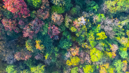 Aerial view of beautiful mountain landscape with colorful forest in autumn. The autumn colors of the tropical mountain forest in Thailand.