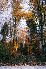 Fototapeta premium autumn in the forest