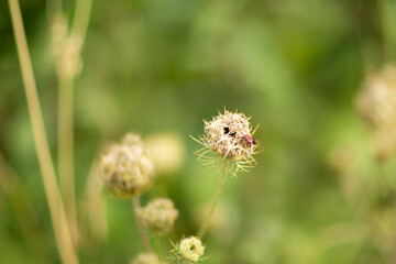 Makrofotografie einer Pflanze mit kugelförmigen Blütenständen und einem kleinen Insekt im natürlichen Lebensraum, vor unscharfem Hintergrund mit grünen und beigen Farbtönen