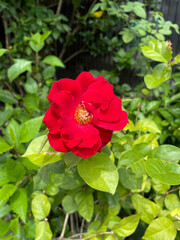 Red flowers bloom perfectly against a background of green leaves