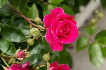 Pink roses branch, rose bush growing in garden