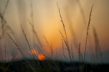 Majestätische Natur im Abendlicht: Grashalme perfekt eingefangen vor der atemberaubenden Kulisse eines malerischen Sonnenuntergangs am Horizont. Ein bezauberndes Spiel von Licht und Schatten.