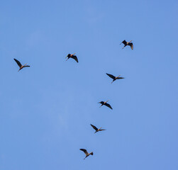 birds in flight