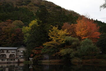 Obraz premium Serene Reflection of Kinrin Lake in Autumn, Japan