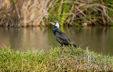 great blue heron ardea cinerea