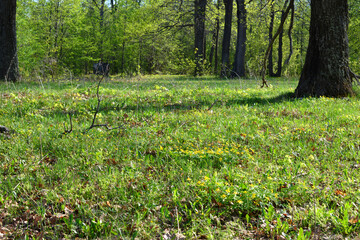 Spring Forest Meadow with sunlight