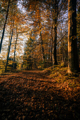 autumn forest in the morning