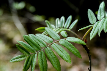 Close-up of fresh green rowan tree leaves in a forest setting, highlighting their delicate texture and vibrant hues