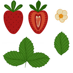 Set of strawberry clip arts isolated on transparent background. Hand drawn illustration of whole and sliced red strawberries, green leaves and a creamy flower.