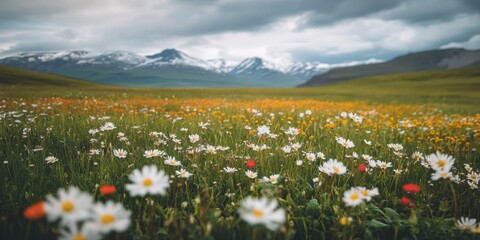 Fototapeta premium A beautiful field filled with colorful wildflowers. The majestic mountains rise in the background under a cloudy sky. This scenic landscape invites peace and reflection. AI