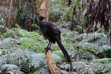 Lyrebird