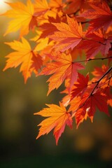 Autumnal scene with orange maple leaves against soft focus background, tree, yellow, red