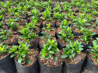 Rows of small plants in pots. Top view Small seedlings in black pots
