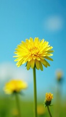 Delicate dandelion yellow petals unfolding in azure blue mist, blue sky, floral